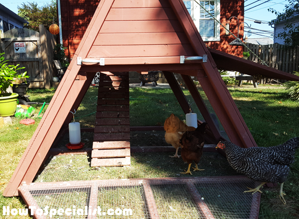 Building-a-simple-chicken-coop