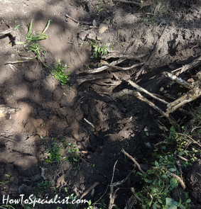 Taking-out-stump