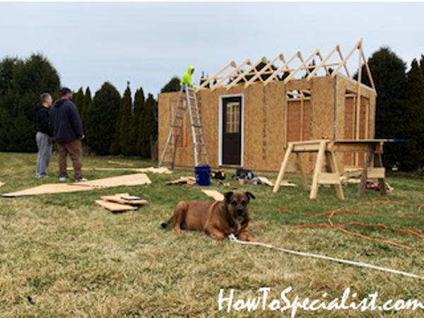 Fitting-the-trusses-to-the-barn-shed