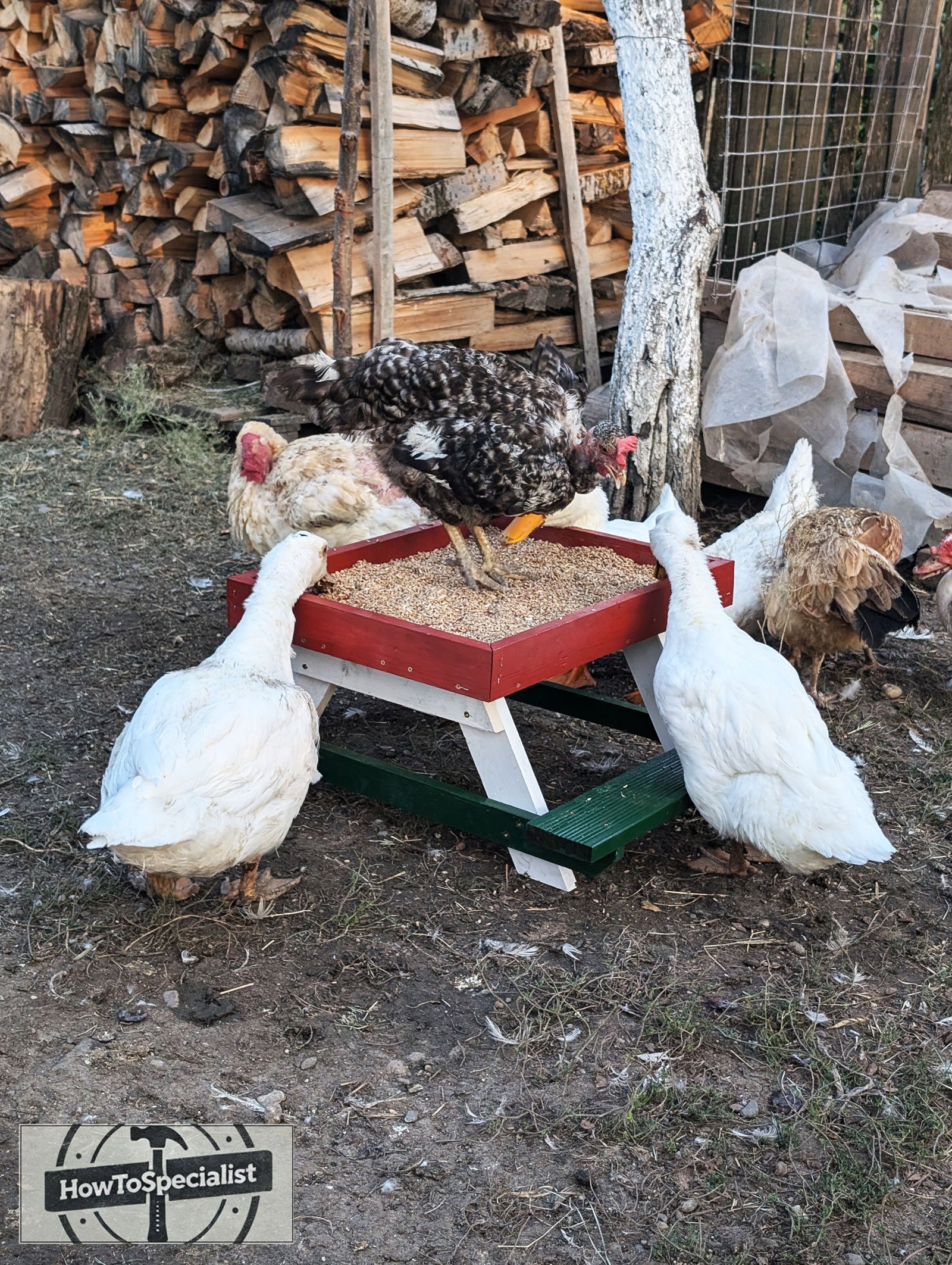 DIY-picnic-table-for-chickens